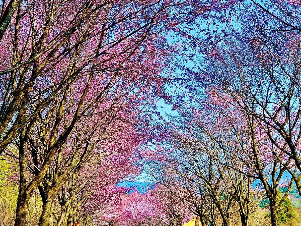 coltpython20's tweet image. 青森県弘前市、岩木山の20kmの桜並木

「サクラサク見沼田んぼプロジェクト」の有志らが寄付金を募り植樹
現在、散策できる桜回廊として日本一