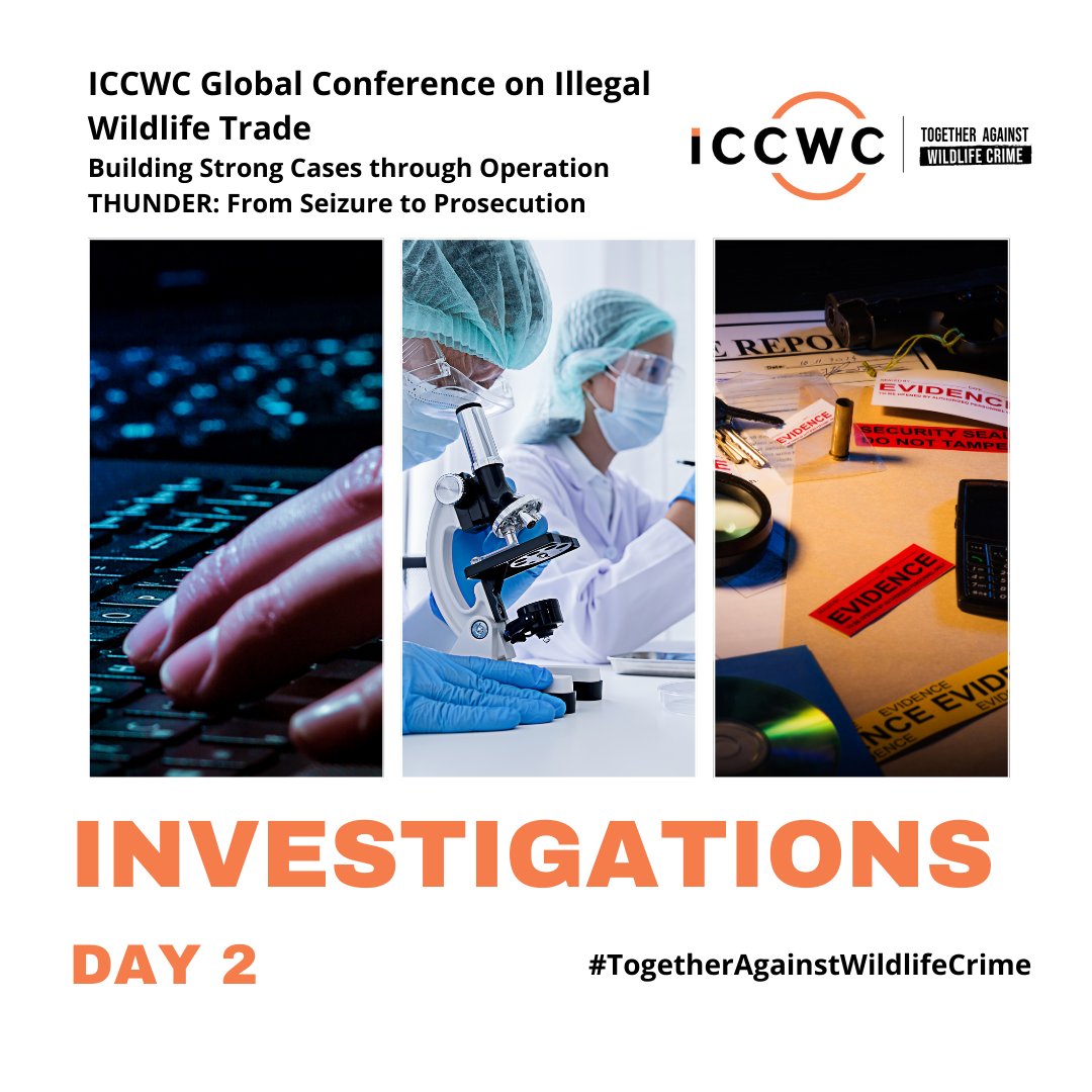 Day 2 of the #ICCWC Global Conference on IWT is focused on #wildlifecrime investigations.

Investigations play a pivotal role by uncovering smuggling routes & dismantling wildlife trafficking networks. 

👮🦎

#TogetherAgainstWildlifeCrime
#FromSeizureToProsecution