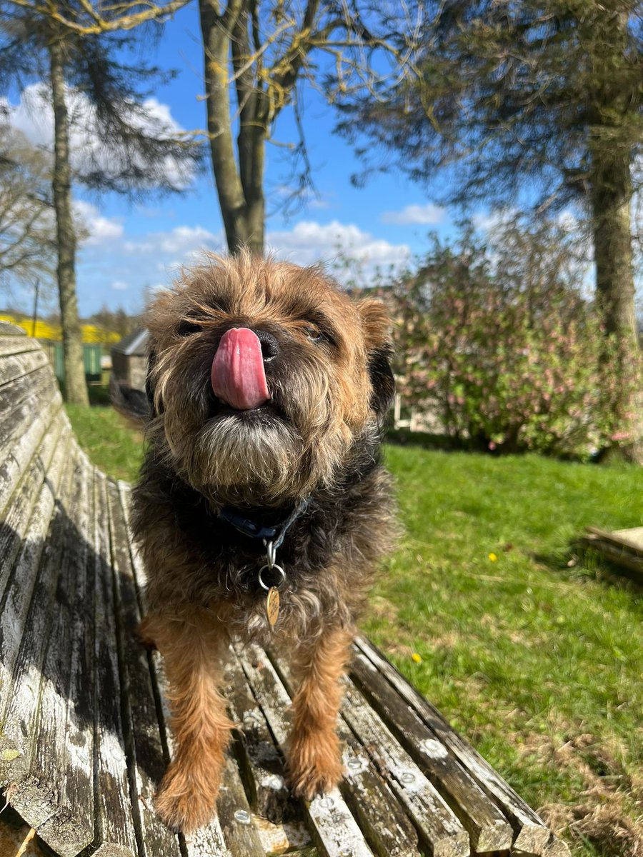 #BTposse  Digger here- happy #TongueOutTuesday everyone 😊