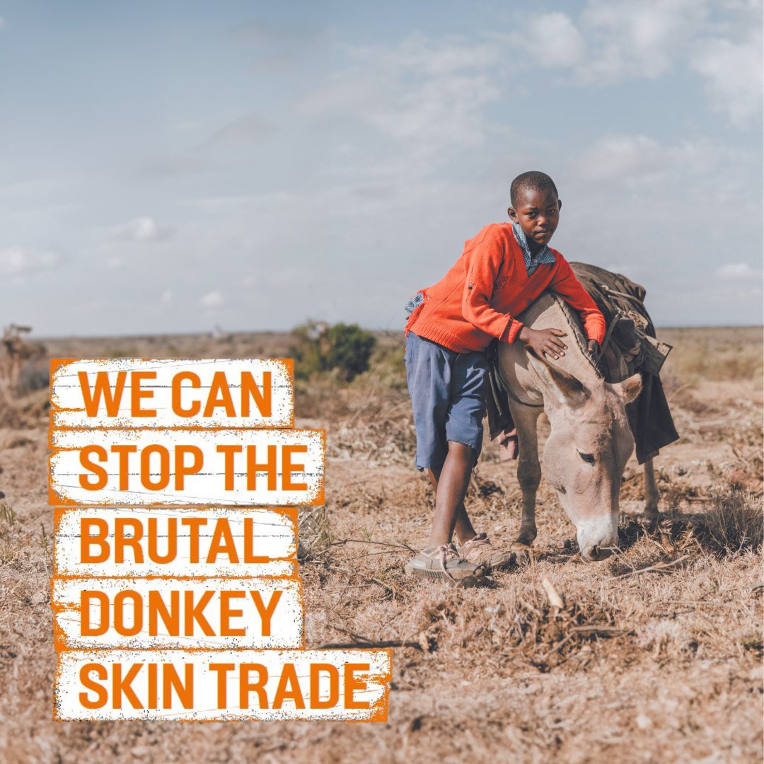 TheBrooke's tweet photo. Thanks to the Africa-wide ban, Brooke is nearer to achieving a global ban on donkey slaughter. But this fight needs your support and momentum. Discover our work and how you can help at https://t.co/ePazXaNNRG ๐โ๐ผโ๐พ #StopDonkeySlaughter https://t.co/BMrR9AbE7s