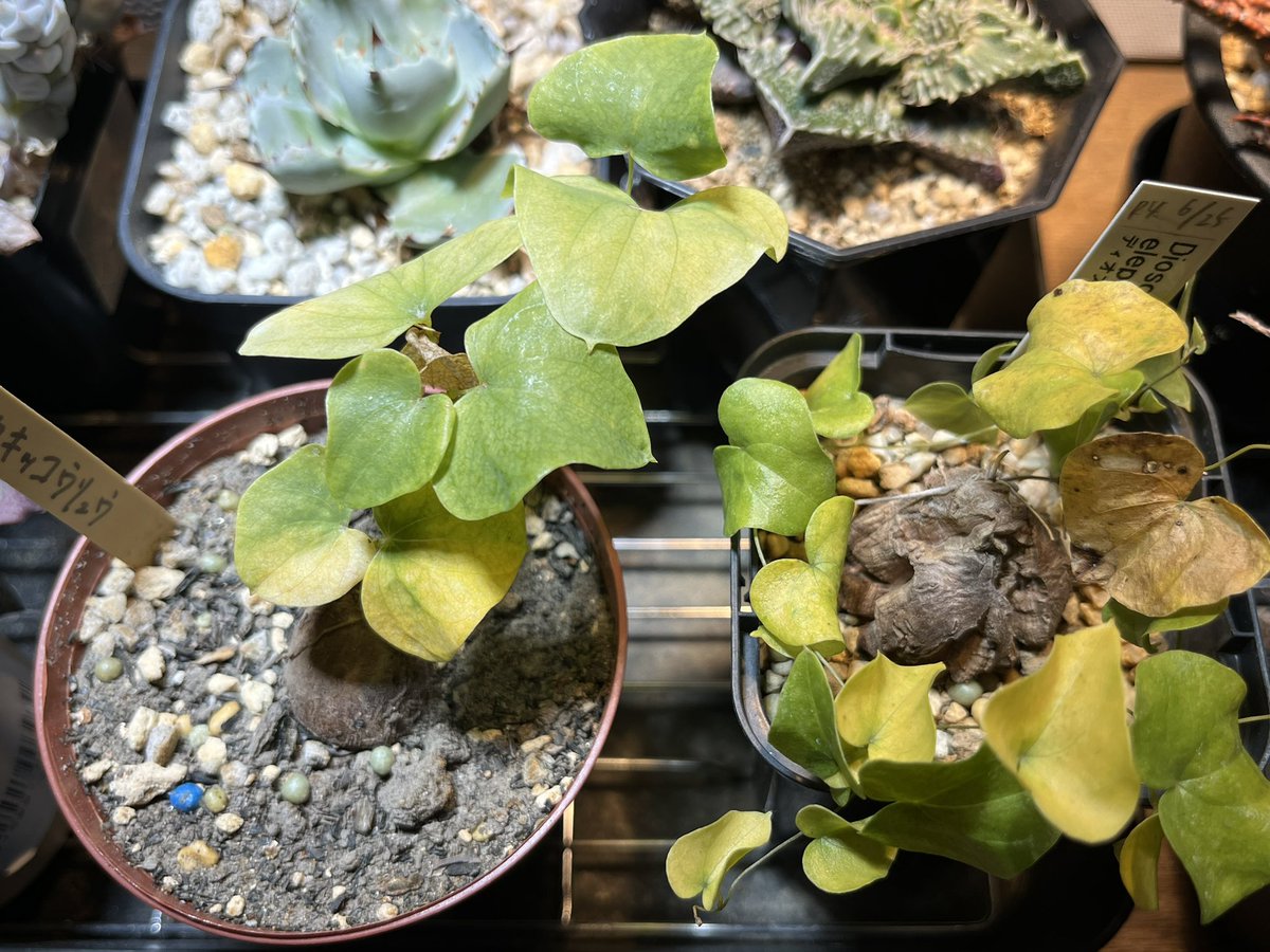 kino_hy_green's tweet image. ☂️

亀甲竜の葉が黄色くなってきた🌱
そろそろ休眠期？
植替えていい？

#ディオスコレア