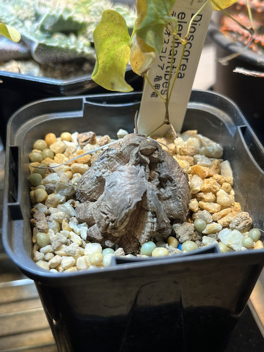 kino_hy_green's tweet image. ☂️

亀甲竜の葉が黄色くなってきた🌱
そろそろ休眠期？
植替えていい？

#ディオスコレア