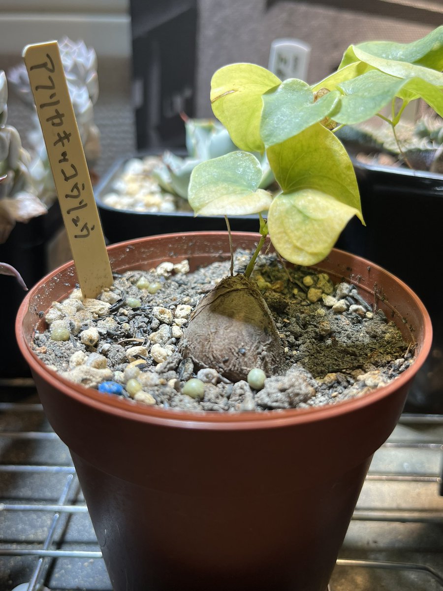 kino_hy_green's tweet image. ☂️

亀甲竜の葉が黄色くなってきた🌱
そろそろ休眠期？
植替えていい？

#ディオスコレア