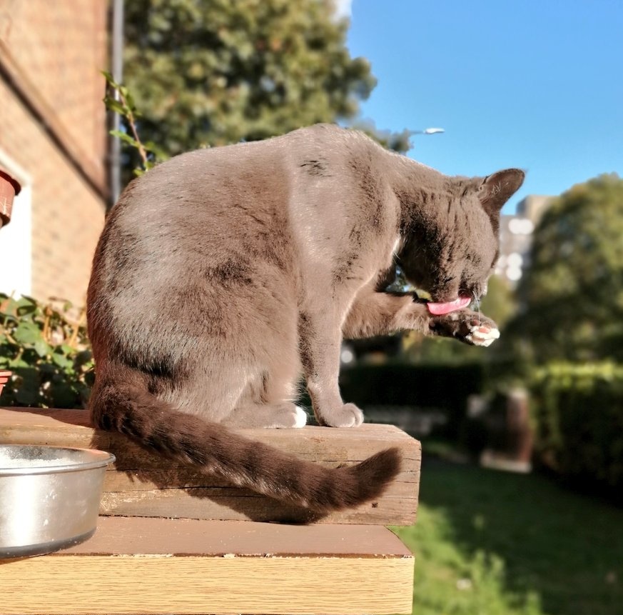 Good morning friends 🐾 and happy #tongueouttuesday to you all 😺 🐾 👋
#cats #CatsOfTwitter #CatsOnTwitter #catsofx #CatsOnX #cat