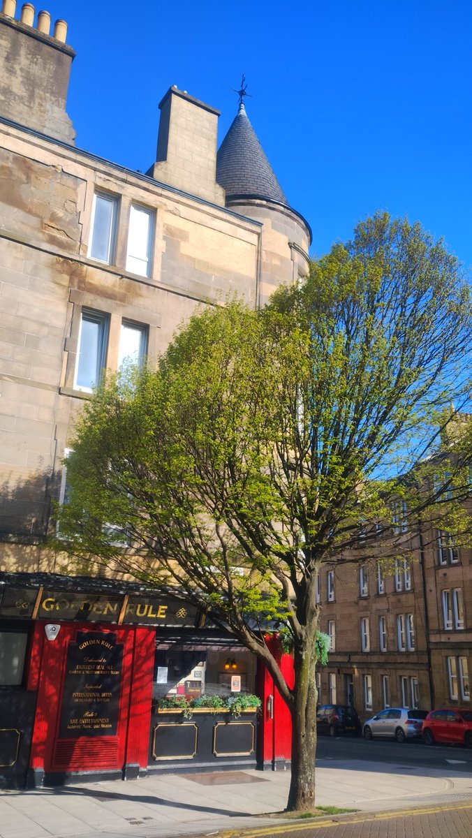 A tree grows in #Polwarth Beautiful morning light today, and the tree outside the Rule is coming into its spring greenery #Edinburgh #Edimbourg #tree #arbre #photography #photographie