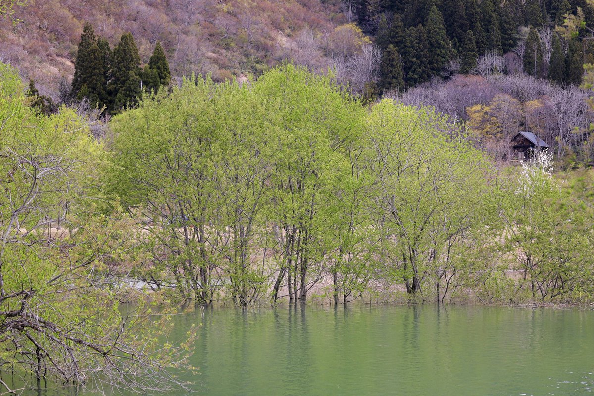 山形県飯豊町白川ダム
《水没林》
 #CANONphotographer