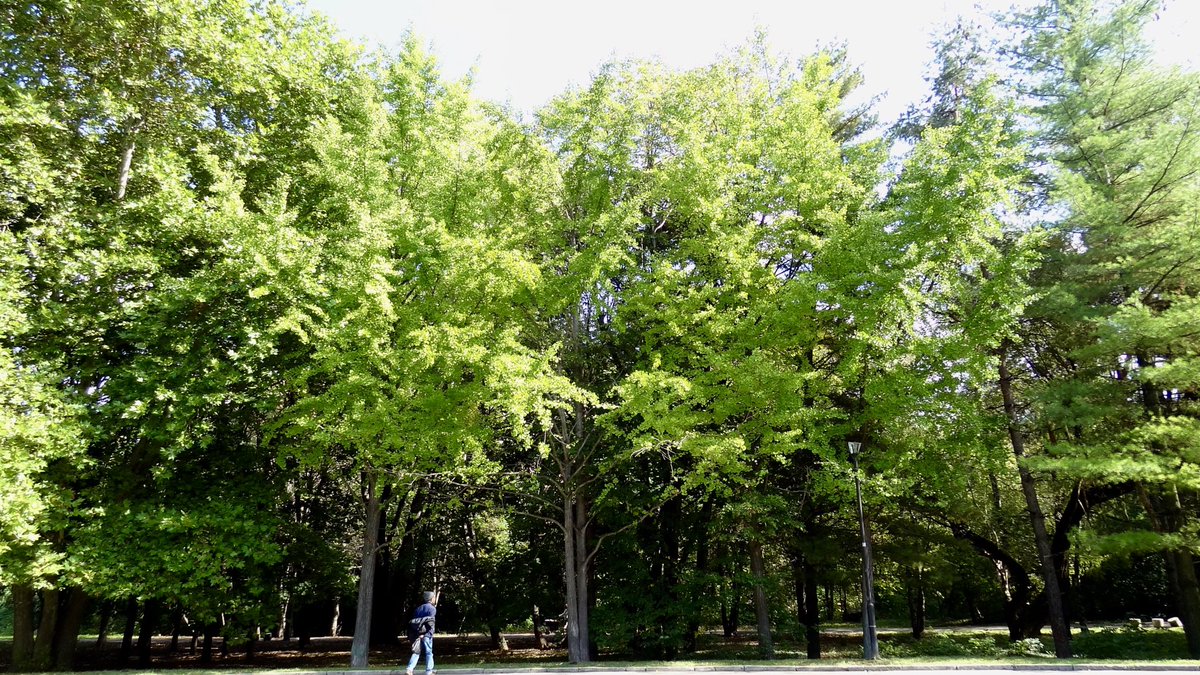 #ginkgobiloba #trees in South Park in Sofia w Vasil

Delegate to the VASIL staking pool to continue Vasil’s legacy of planting Ginkgo Biloba trees via #cardanostaking #cardano #cnft #vasilsp

gomaestro.org/marketplace/41