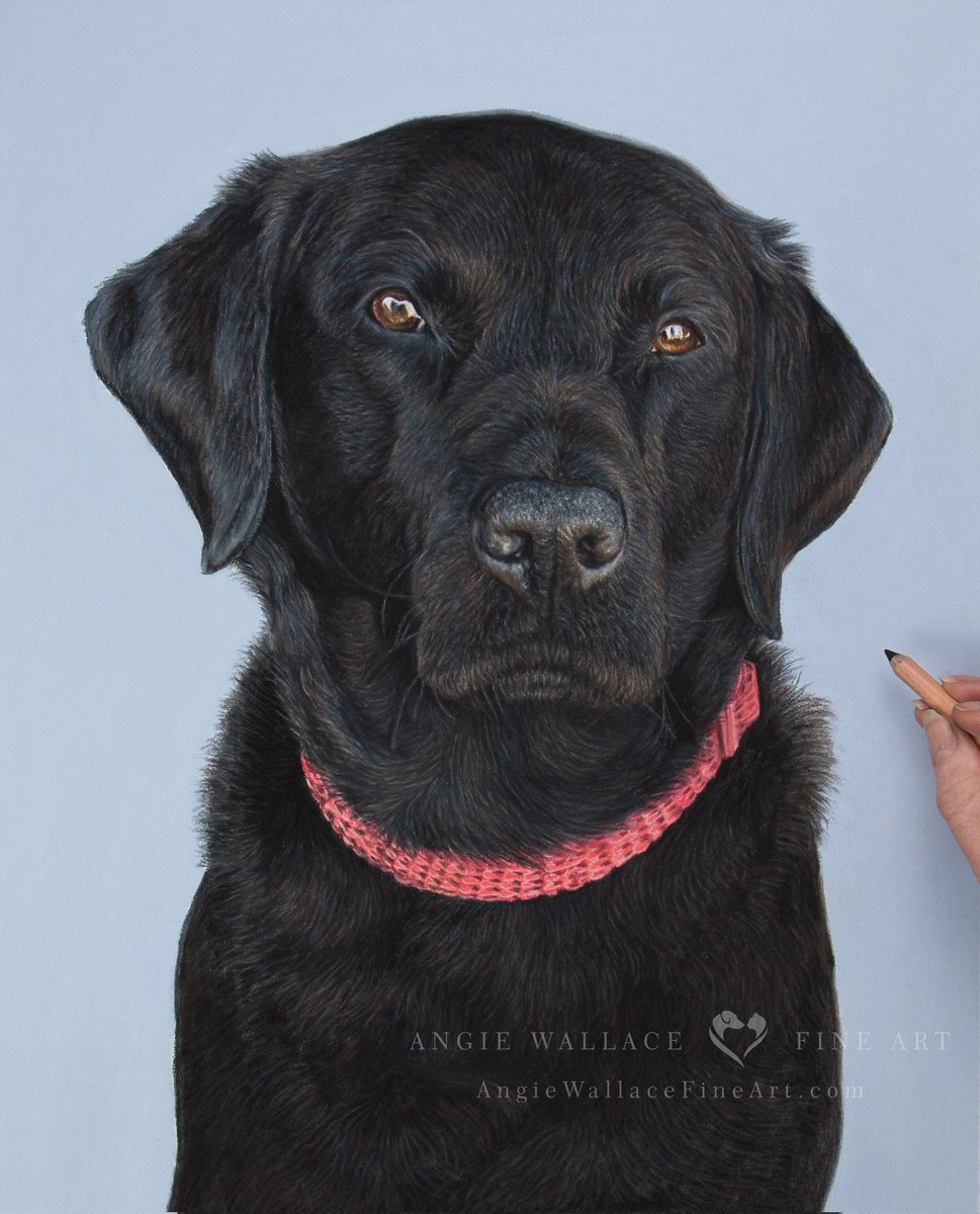 Here's Henry's finished portrait. Such a handsome dog to draw. Henry is 5 yrs old and takes lots of exercise, but still likes snoozing on the Master's big TV chair. Pastels and Pastelmat A3 12x17. Hope you like him #blacklabrador #labradorretriever #labrador #dogportrait #pastel