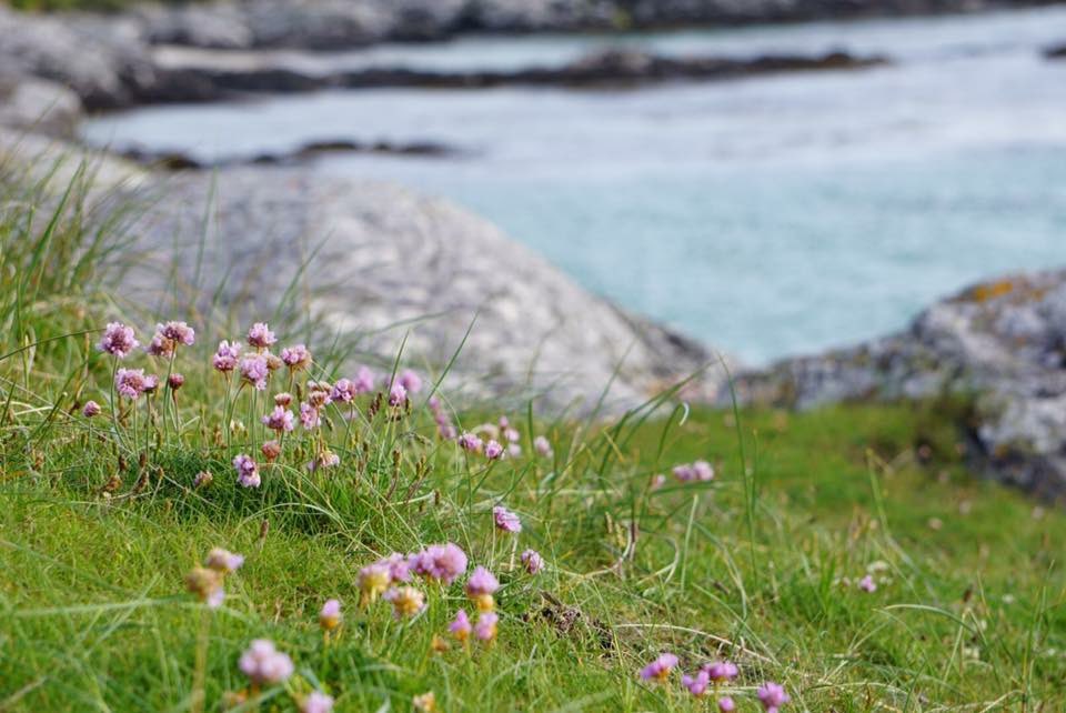 Sea pinks. Eriskay. #scottishislands #hebrides #outerhebrides #westernisles #scotland #lovescotland #visitscotland #scotlandphotography #andydrane