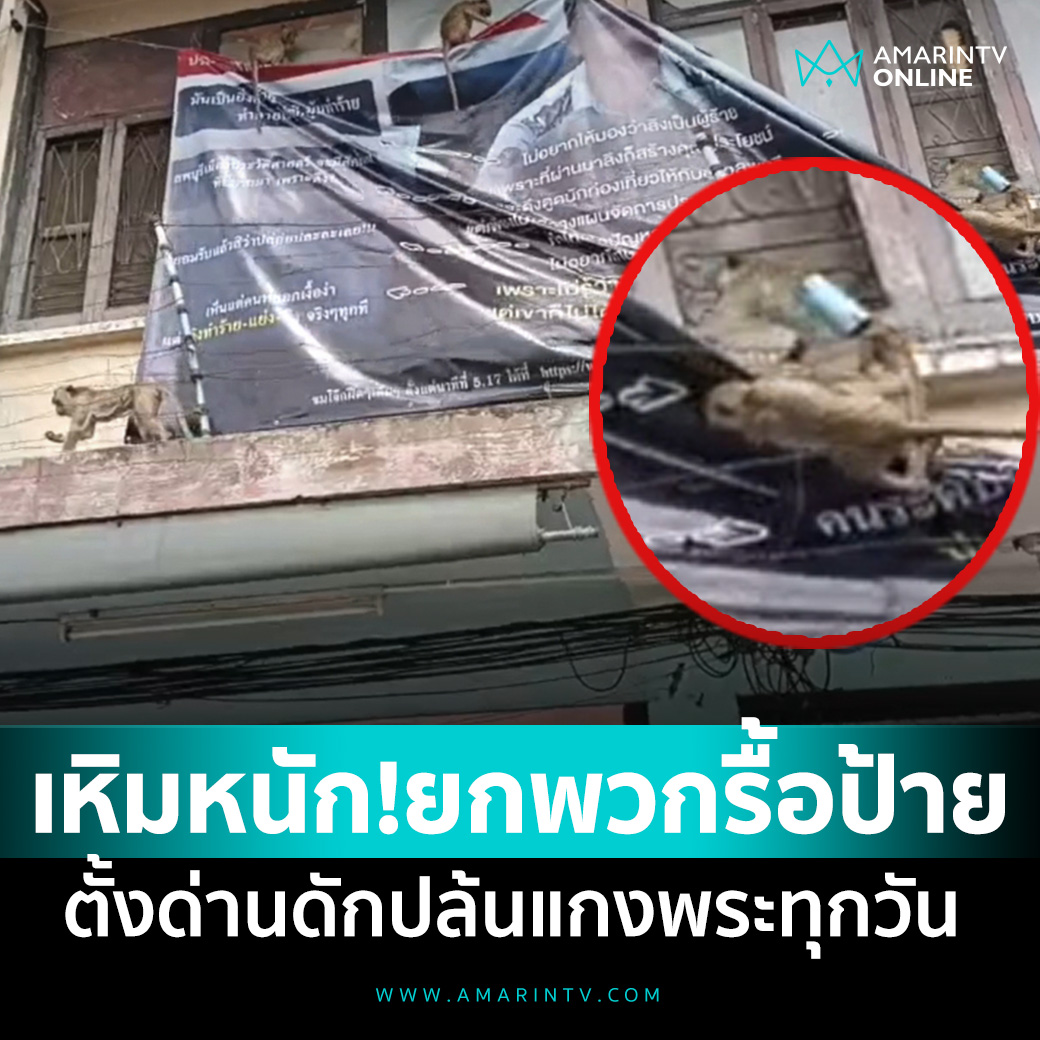 ลิงลพบุรีเหิมหนัก! ไม่พอใจชาวบ้านรังเกียจ ยกพวกรื้อฉีกป้ายต่อต้านทิ้ง 📌อ่านต่อที่นี่ : amarintv.com/news/detail/21… #amarintvonline #ข่าวอมรินทร์ออนไลน์ #ลิงลพบุรี #ลพบุรี #ลิง