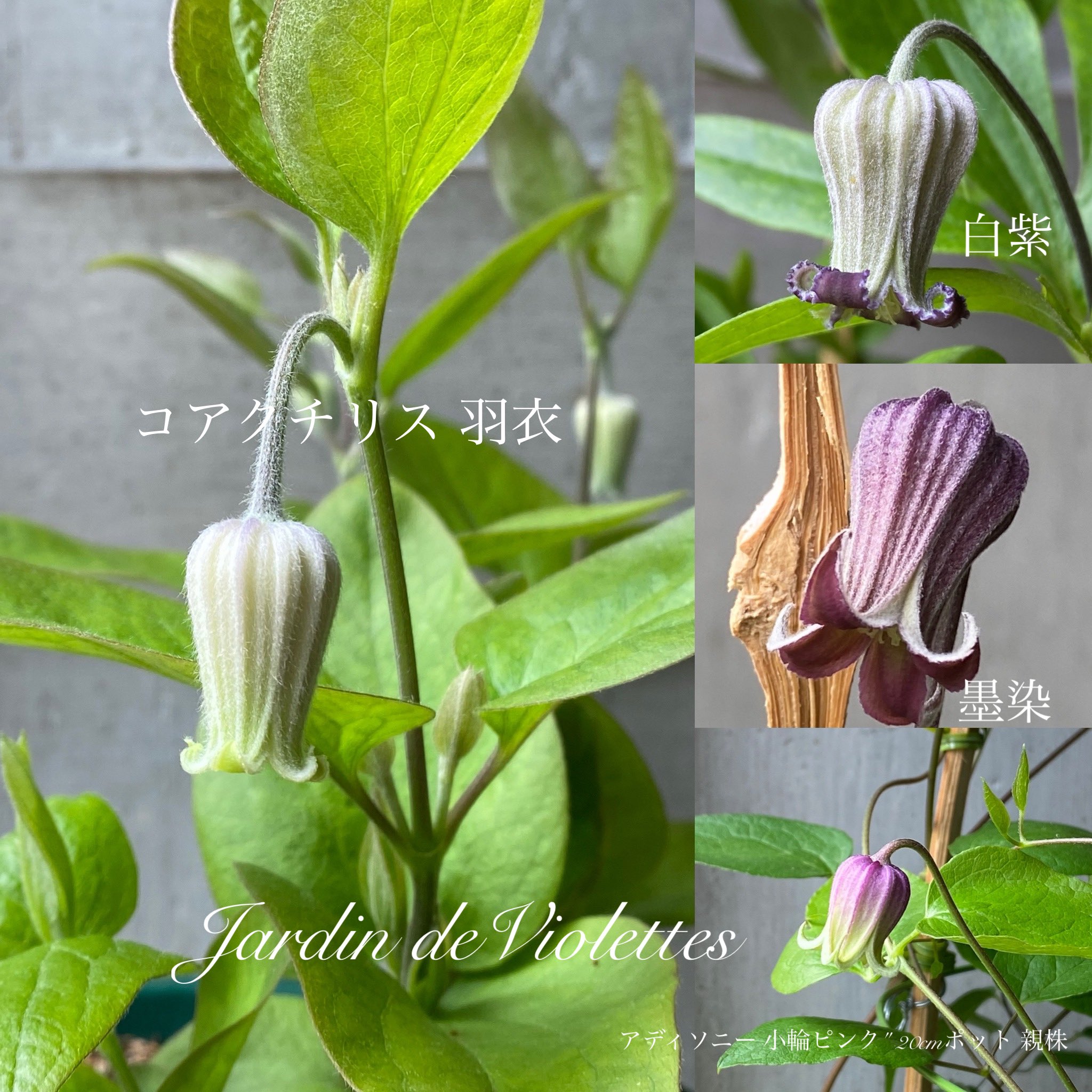 ヨネヤマプランテイション本店 | ⁡ ⁡ 🍵竹間さんのクレマチス