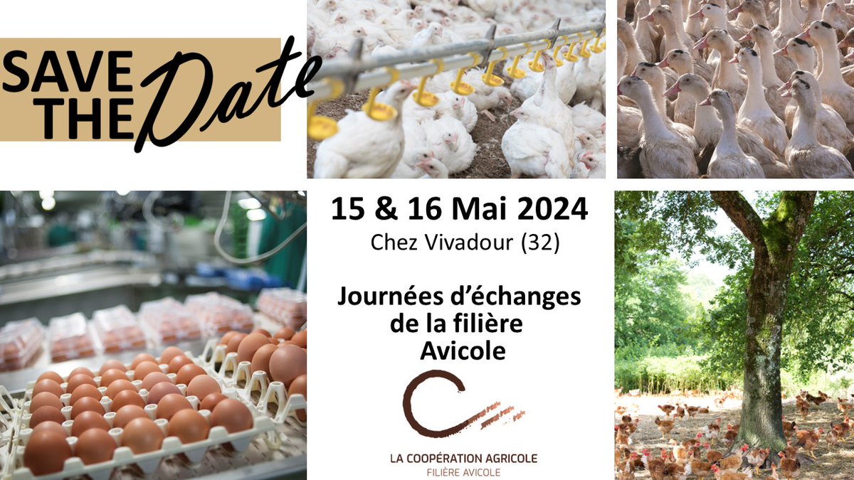 PoleAnimal_Coop's tweet photo. La section #avicole de @lacoopagricole réunit ses adhérents les 15 -16 mai pour créer un temps propice au débat, constructif & proactif sur nos dossiers de fonds, sur les sujets d’actualités & ceux qui nous attendent à plus long terme.
Infos & Inscription➡️https://t.co/4LjiltUBSj https://t.co/4BljHmq77e