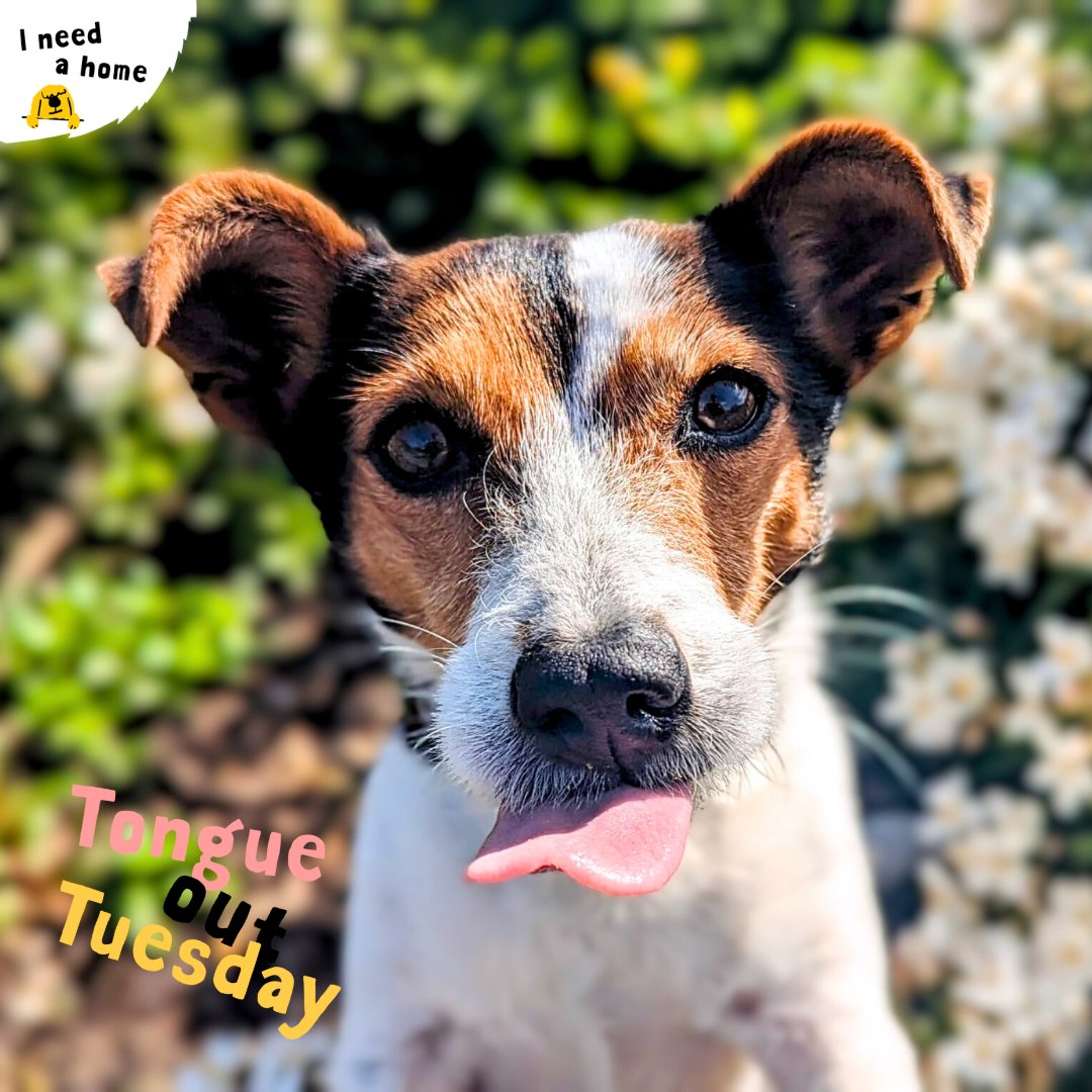 😍 Pretty girl Lottie is giving a splendid #TongueOutTuesday for us all 👅! She is available and waiting for her forever home to come along and sweep her off her paws! #DogsTrust #DogsTrustCardiff #Cardiff #ineedahome #tot #adoptme #adoptdontshop #jackrussellterrier