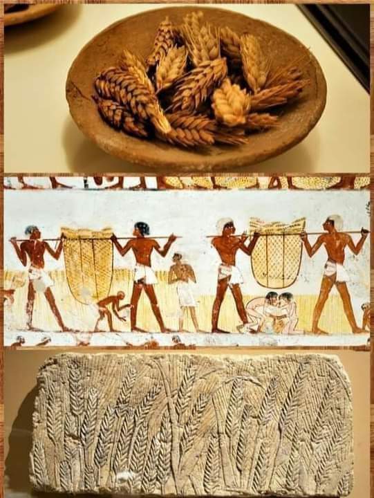 Wheat ears from ancient Egypt, more than 3,300 years old and in excellent preservation condition,👌🇾🇪