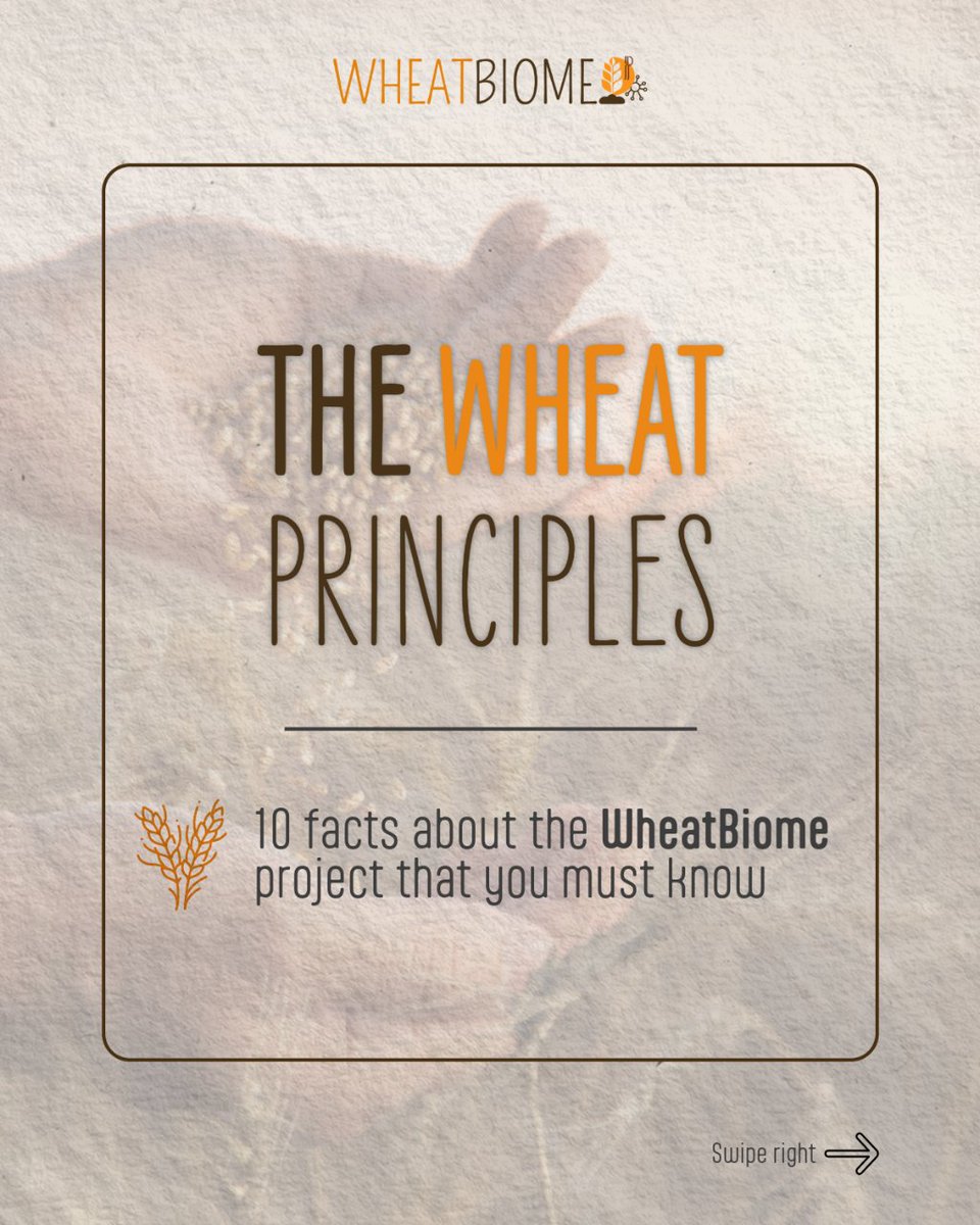 wheatbiome's tweet photo. New chapter of #TheWHEATprinciples just arrived!🌾📖

🧬🌽Fact 4️⃣: Despite rising wheat yields overall, parts of Europe have seen stagnant crop growth since the mid-90s due to various factors like weather changes and pests.

Next week, 5th chapter! https://t.co/yVcQ7tGhzu