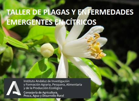 Taller presencial en Alcalá del Río
👉  PLAGAS Y ENFERMEDADES EMERGENTES EN CÍTRICOS 
📆  Jueves, 9 de mayo
🕒  De 9:00 a-14:00 h.
✍️  Solicitud hasta el 6 de mayo
🔗  lajunta.es/4qvik #JornadasSE #AlcalaRempleo vía IFAPA