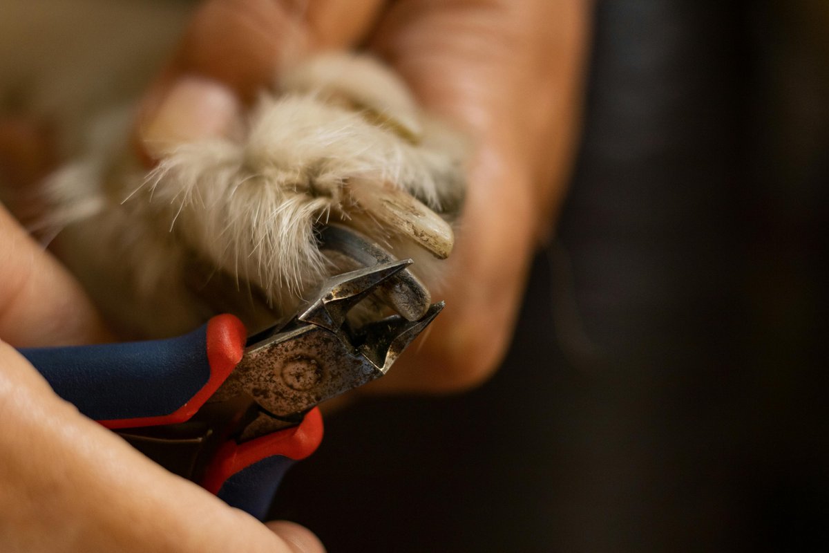 'Tip Tuesday: Keep your dog's paws healthy by regularly trimming their nails. Long nails can cause discomfort and even affect your pup's gait. Aim to trim nails every 2-4 weeks, or as needed.

#TipTuesday #DogCare #DogGrooming #PawCare #NailTrimming #PetHealth #PetGrooming #Dogs