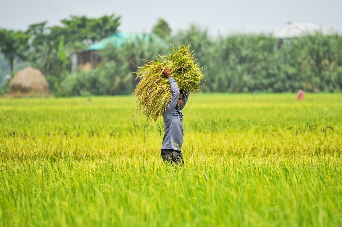 Farmers in #Bangladesh harvest rice on April 20, 2024, welcoming the arrival of a bountiful harvest season! (Photos: CFP)