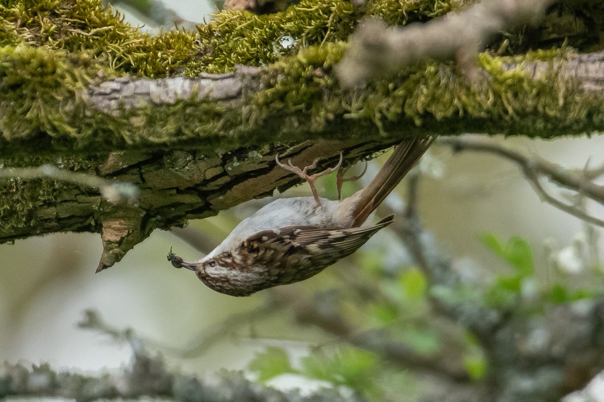 #TreecreeperTuesday🐤 Is that a trend? It should be... No, we haven't posted this photo upside down. Treecreepers have specially designed feet that are long and curved so that they can explore every inch of a tree 🔎 📷 @ks_photography1977 (on Instagram)