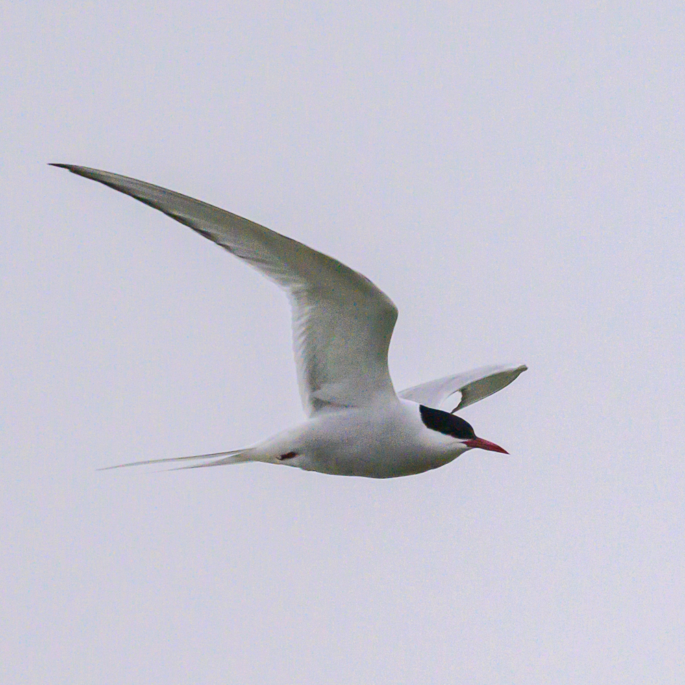 Arctic Tern Fairlands Valley this morning, great find by Tony Hukin #hertsbirds @fairlandsbirds