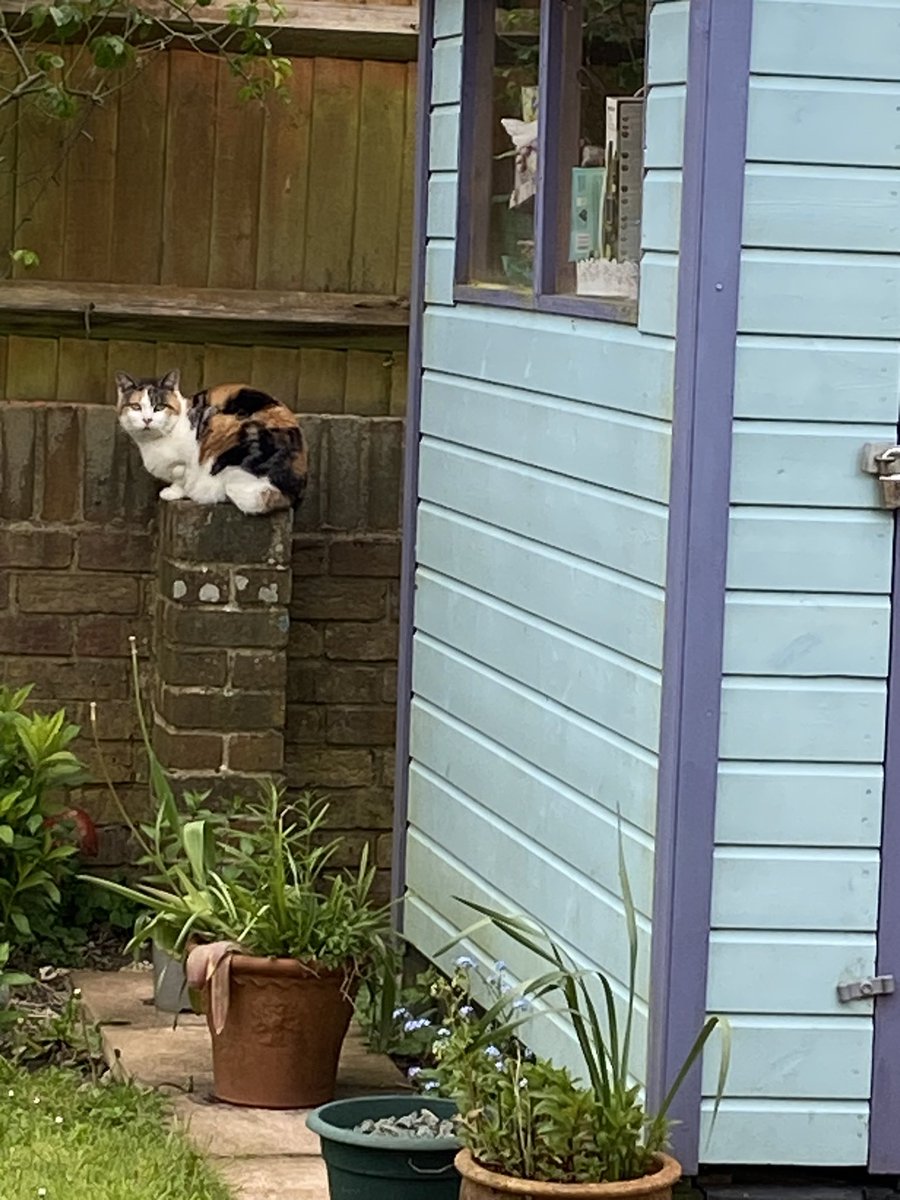 MargeyS09's tweet image. Archie Archie Help me. Rescue me. @MillieGangs no place is safe. Mummy has men in banging and making noises. I can’t have my daily snooze. @Hedgewatchers #fab #rustle #gobstopper shift