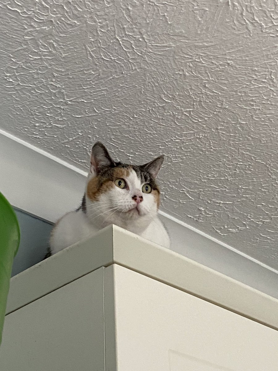 MargeyS09's tweet image. Archie Archie Help me. Rescue me. @MillieGangs no place is safe. Mummy has men in banging and making noises. I can’t have my daily snooze. @Hedgewatchers #fab #rustle #gobstopper shift