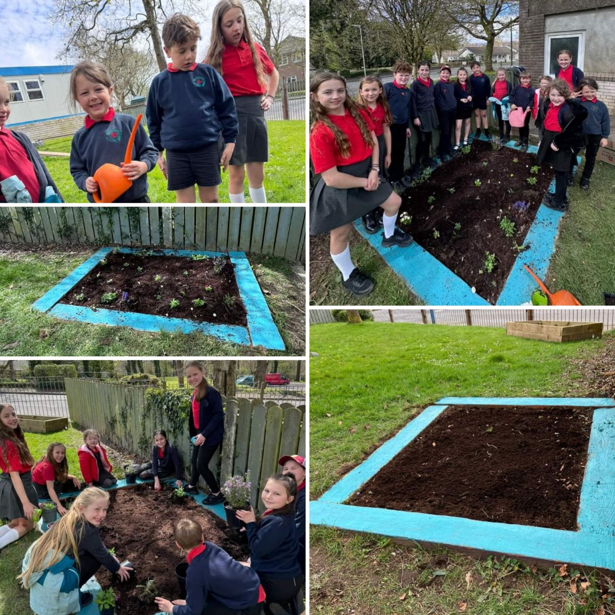 School Council have been very busy!. They have planted new plants in our recently rejuvenated flower bed in the YR/Y1 outdoor area. Huge shout out to Mr & Mrs Adams for painting the flower bed frame over the weekend. One step closer to our Manx Wildlife Trust Schools Award….!