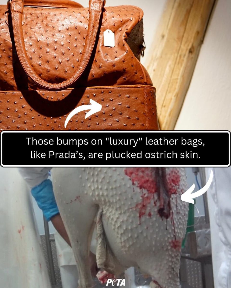domdyer70's tweet photo. Horrendous cruelty for vanity @Prada @peta https://t.co/kTNtmU7BuJ