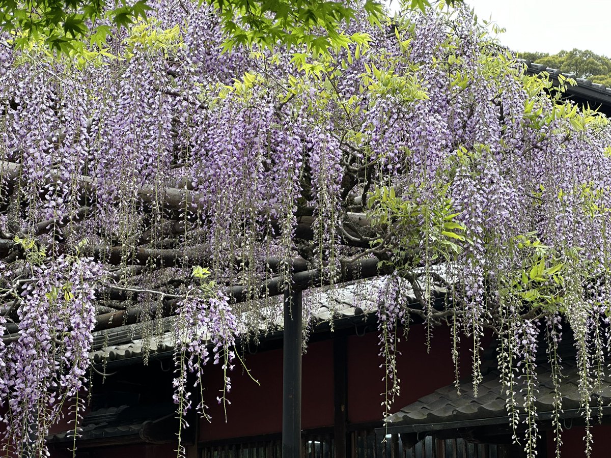キリシマツツジが見頃を迎えています。

📍長岡天満宮

参道を真っ赤に染める鮮やかなツツジは圧巻です。

先日のお天気の日は、青もみじや藤も美しく、境内全体で華やかな景色が楽しめました。おおきに。局長

#そうだ京都行こう