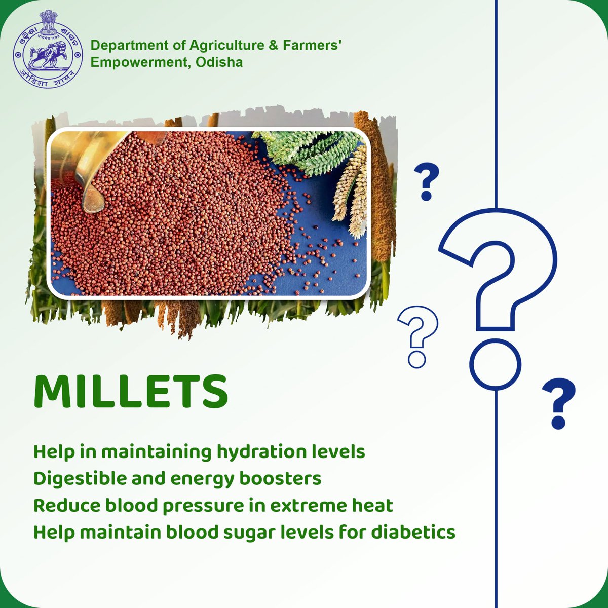 Millets aren't just superfoods; they're all-rounders. Finger millet, just like it's super family members, aid in weight loss and beating the summer heat. Keep an eye out for this super ingredient in your upcoming meals.