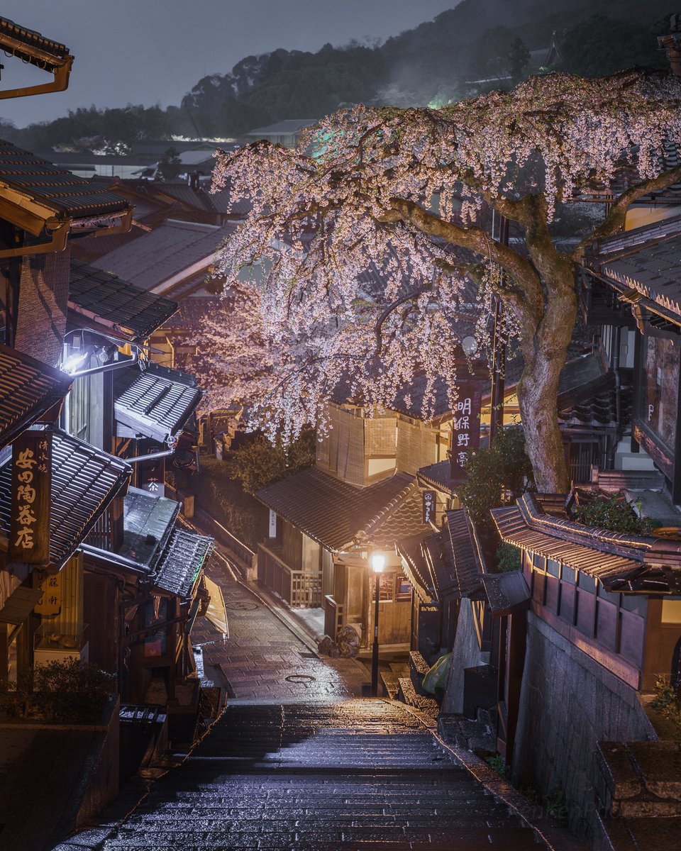京都 産寧坂のしだれ桜が倒れたとのこと
この風景がもう見られないの残念すぎます、、