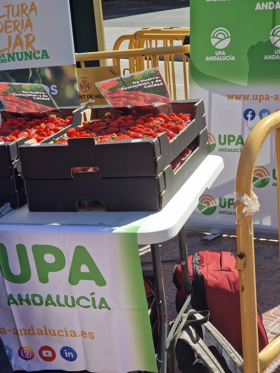 upa_pv's tweet photo. Estamos en este momento participando al evento de @UPAANDALUCIA en Valencia. En el cual repartiremos más de 500 tarrinas de 🍓🍓 para concienciar a los valencianos de que consumirlas es sinónimo de calidad, seguridad alimentaria y salud. @UPA_Federal https://t.co/Z4885YSp2q