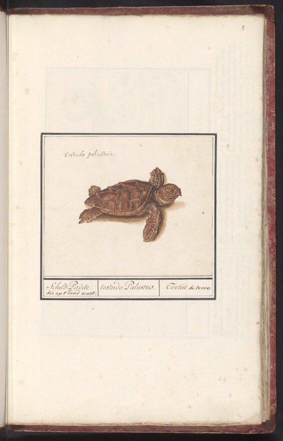 Sea turtle [Cheloniidae], Anselmus Boëtius de Boodt, 1596 - 1610 (Rijksmuseum)