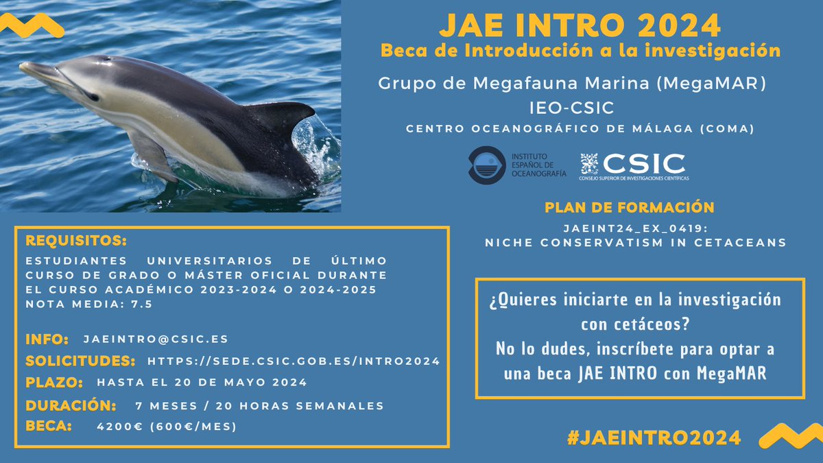 ¿Quieres iniciarte en la investigación con cetáceos?
No lo dudes, inscríbete para optar a una beca @JAEIntro_CSIC con MegaMAR en el <a href="/IEO_Malaga/">IEO Málaga 🌊⛴️🐟🌡️🔬</a> <a href="/IEOoceanografia/">Instituto Español de Oceanografía (IEO-CSIC)</a> <a href="/CSIC/">CSIC</a> 
📌sede.csic.gob.es/intro2024
#JAEINTRO2024
