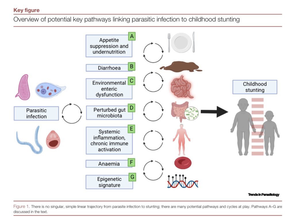 Cool to have This week in parasitism discussing our @TrendsParasitol review, Gabain et al., (2023) in a podcast (from ~1 hour in), quite rightly concerned about the neurocognitive delays and reductions that accompany physical stunting in children. open.spotify.com/episode/7I65rJ….