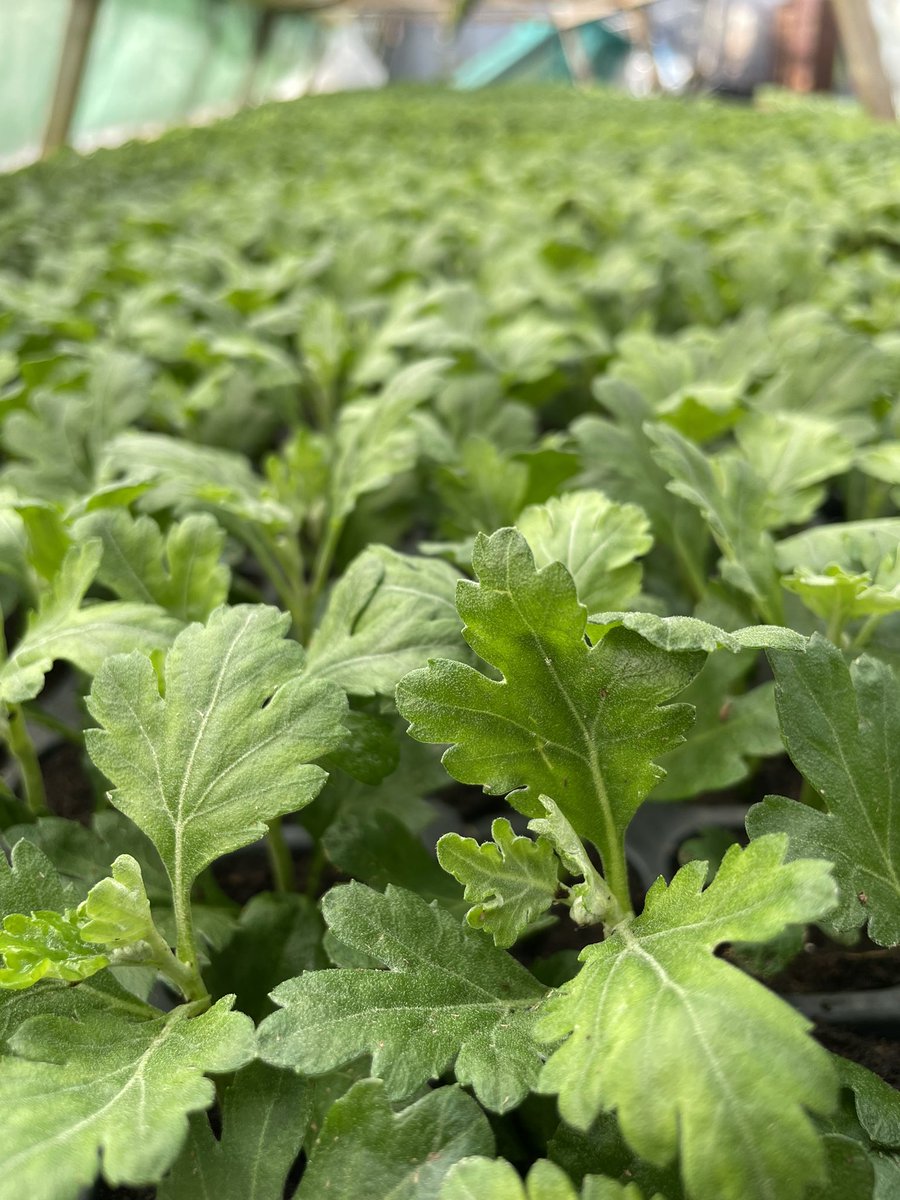 Early spray Chrysanths rooting nicely 😁

#flower #GardeningX