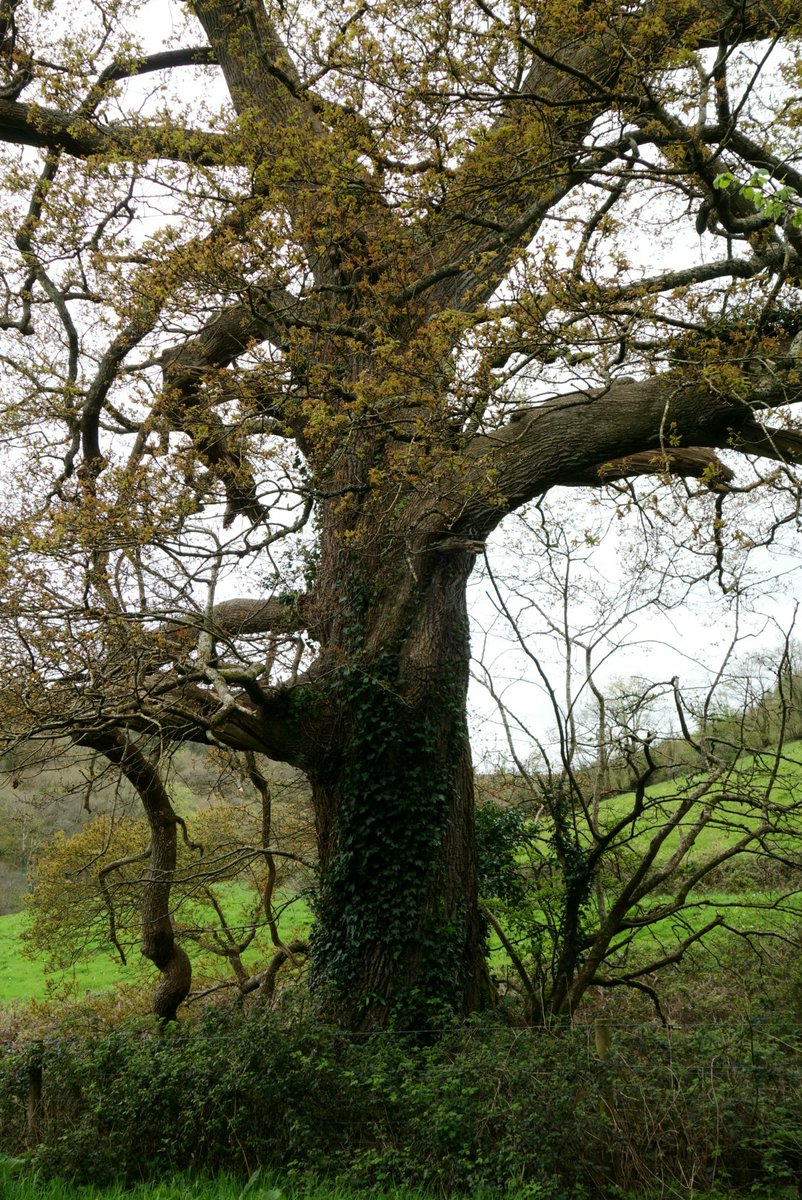 A grand pedunculate oak of veteran staus on the @WoodlandTrust register for #thicktrunktuesday - with a girth of 5.2m it stands on private land near @CoteheleNT's Comfort wood, but is easily viewed from a passing lane 💚