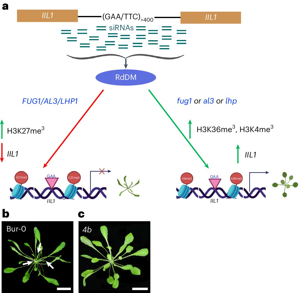 New Letter: 'SUMO protease FUG1, histone reader AL3 and chromodomain protein LHP1 are integral to repeat expansion-induced gene silencing in Arabidopsis thaliana' rdcu.be/dFvmz With associated Research Briefing: rdcu.be/dFvne