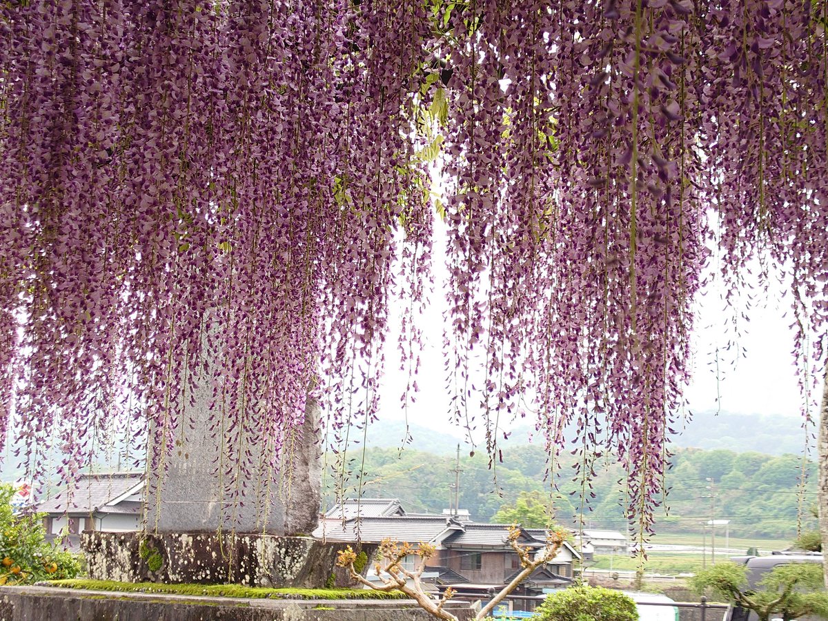 まんのう公園でネモフィラと
萬福寺で藤の花を見てきた😄
☔が心配だったけど、午前中は
なんとか耐えてくれました✌️