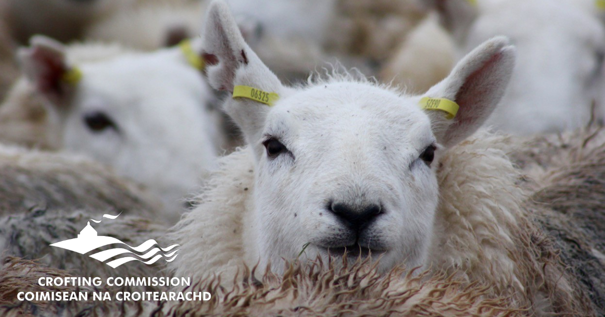 Don't be a baa-d neighbor! Understand your responsibilities on common grazings. ➡️ crofting.scotland.gov.uk/common-grazings #Crofting #Scotland #GrazingLife