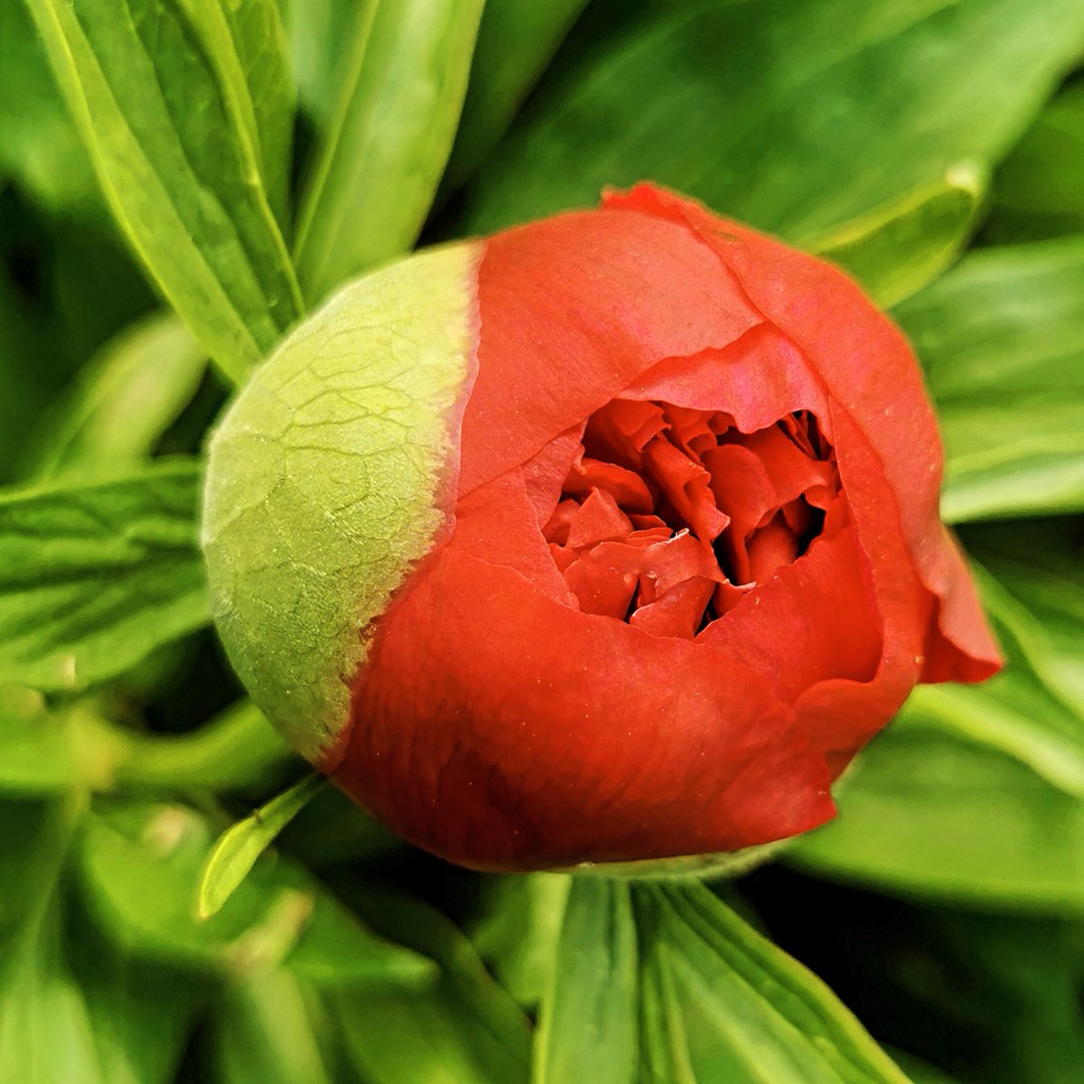 Good and blessed day for all ❤️ #photooftheday #photograghy #flower #flowers #flowerphotography #NatureLovers #natures #NaturePhotography #macrophotography #peonyflowers #cuteflower #Hungary #gardentheme