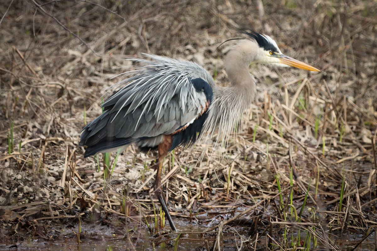 Great Blue Heron showing some extra floof. #heron #birds #birding #birdphotography #birdsoftwitter