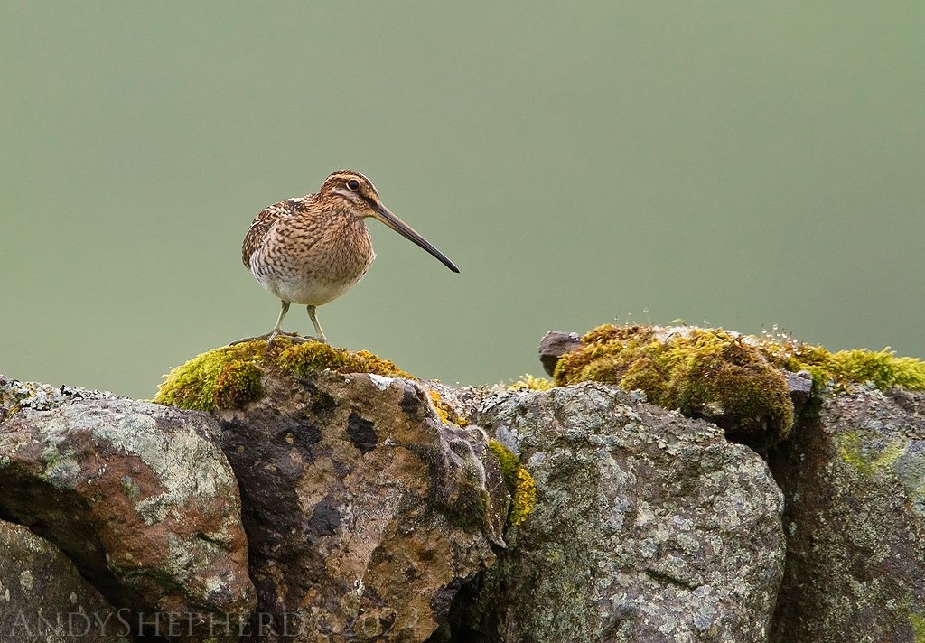 Common Snipe...

#YorkshireDales