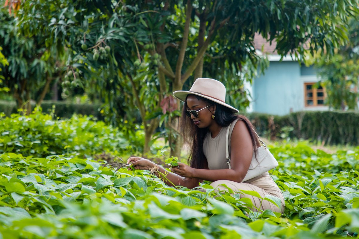 emburara's tweet image. Within the embrace of lush nature, a realm of authenticity unfolds—a convergence where diverse worlds intertwine.  Escape to the oasis of western Uganda's Hidden Gem
.  #FarmLodge #StayIconic #LifeAtTheFarm