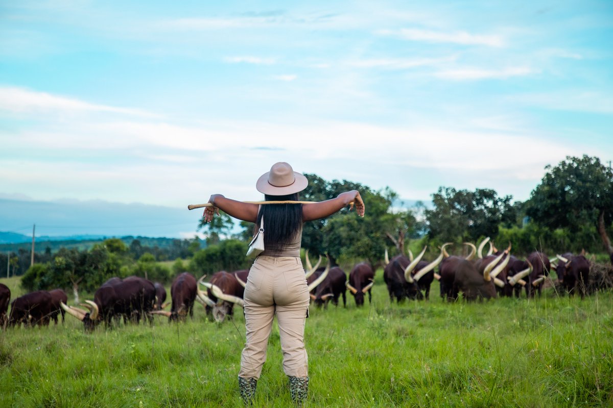 emburara's tweet image. Within the embrace of lush nature, a realm of authenticity unfolds—a convergence where diverse worlds intertwine.  Escape to the oasis of western Uganda's Hidden Gem
.  #FarmLodge #StayIconic #LifeAtTheFarm