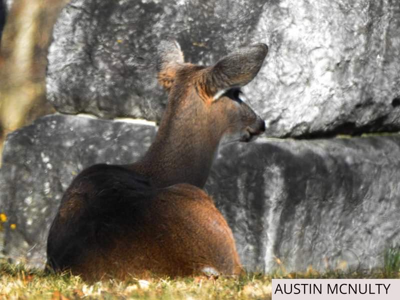 Deer 🦌 

#wildlifephotography #NaturePhotography #shareyourweather @weathernetwork 

ontario