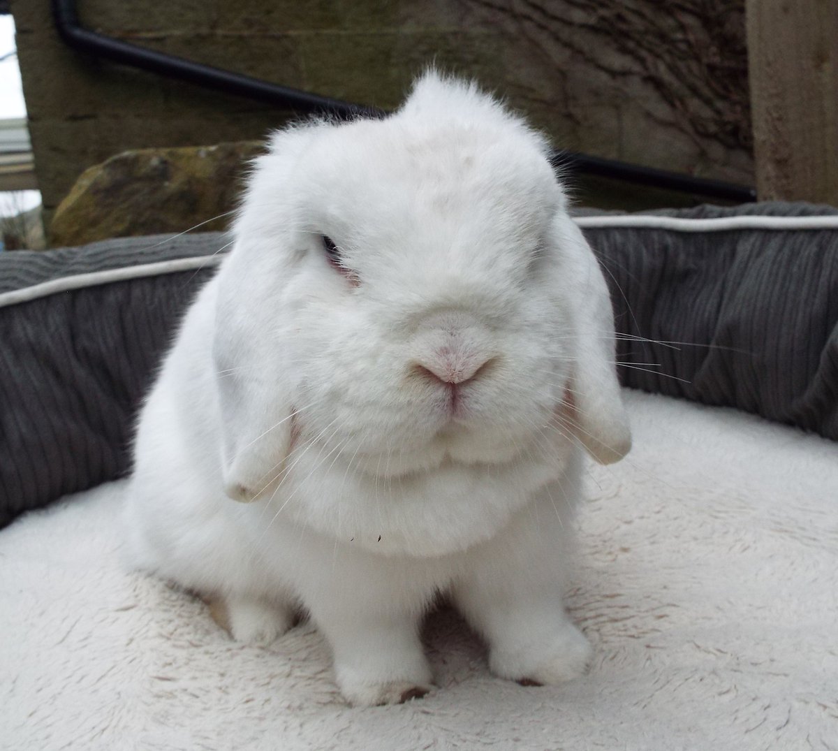 Aurora who arrived recently has quite a few issues, hearing problems, runny eyes & she's had to have dental treatment for overgrown molars. We will be looking for a foster home for her soon so she can have a home & we will provide the vet care when needed.🐰🩺 #rabbits #bunnies