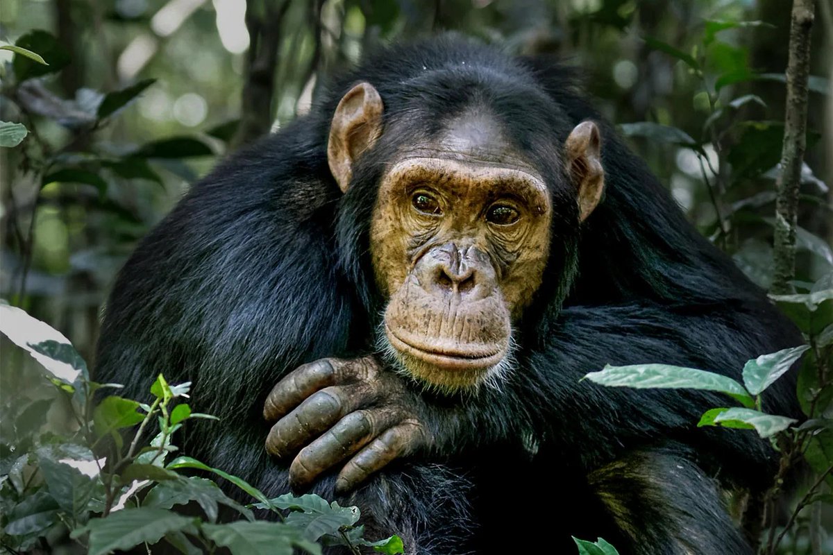 Embark on Gorilla/Primate Tracking experience in Uganda's National Parks with us. Journey through the lush rainforests of Bwindi, Kibale, Budongo, Mgahinga with expert trackers to witness gorillas and chimpanzees in their natural habitat. Book now: mangosafarisug.com