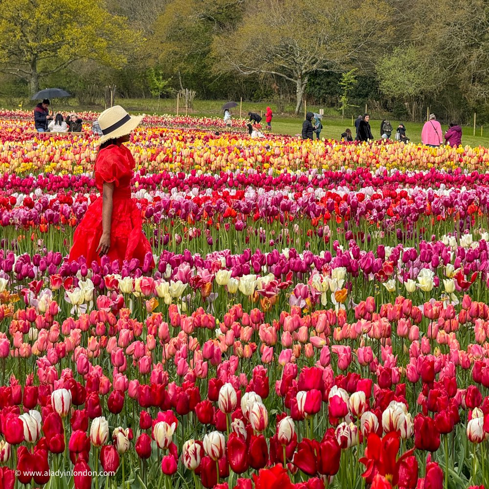 If you can’t get to Holland this spring, there are tulip fields near London. I went today and it was everything I hoped for from spring. 🌷