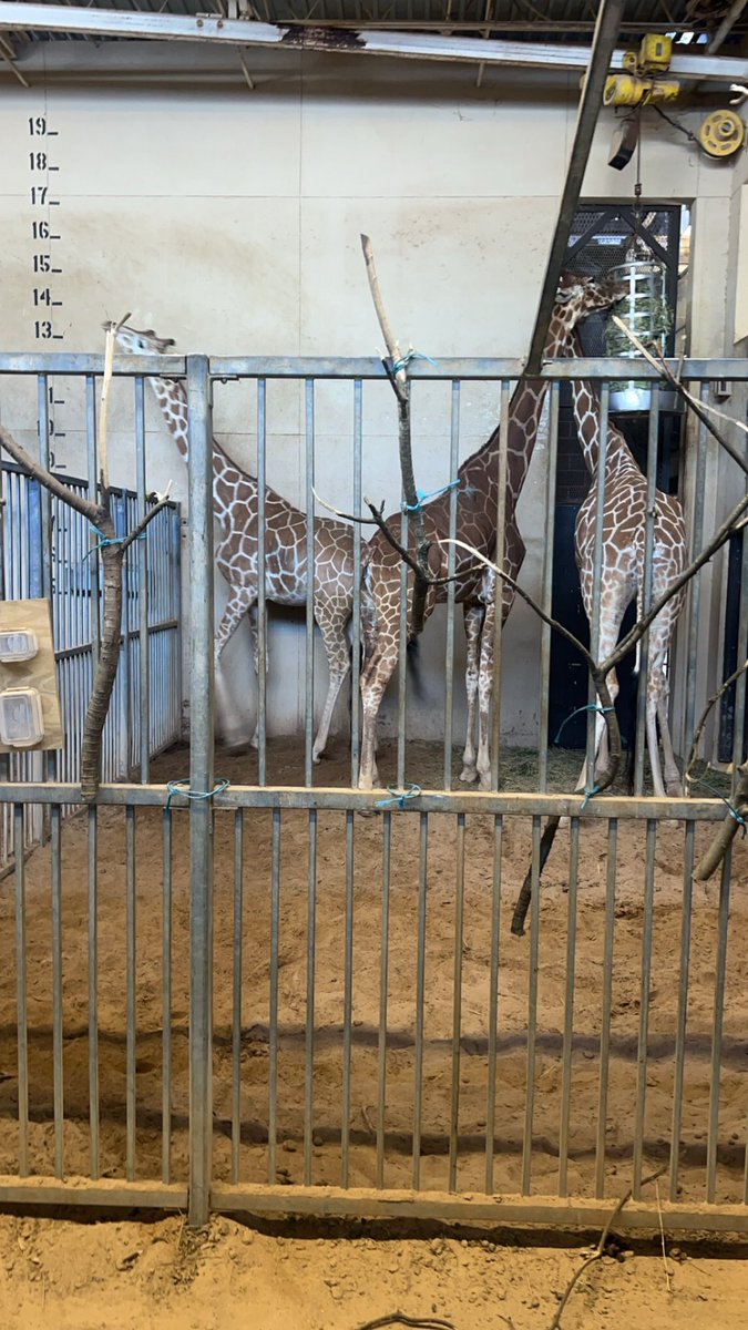 CoachJBoone's tweet photo. Benefits of having your CDL as a coach ZOO TRIP!!!!!!! I got to drive my daughter’s Kindergarten class to the Caldwell Zoo. https://t.co/JVuhgbnMTf